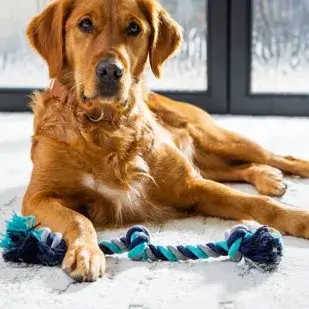 Dog on carpet | Star Flooring & Design