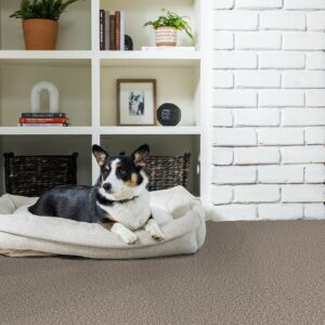 Carpet flooring | Star Flooring & Design
